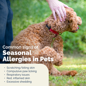 DermaBliss™ Advanced Vet Strength Anti-Itch & Allergy Relief Wipes