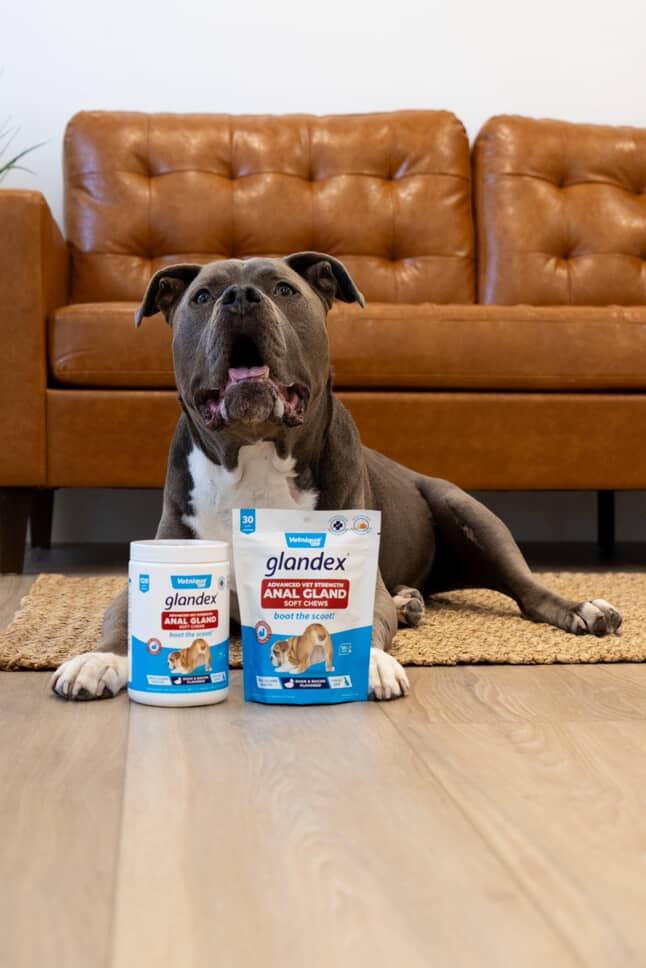 Dog sitting on a wooden floor with two Glandex products in front of a brown leather couch.