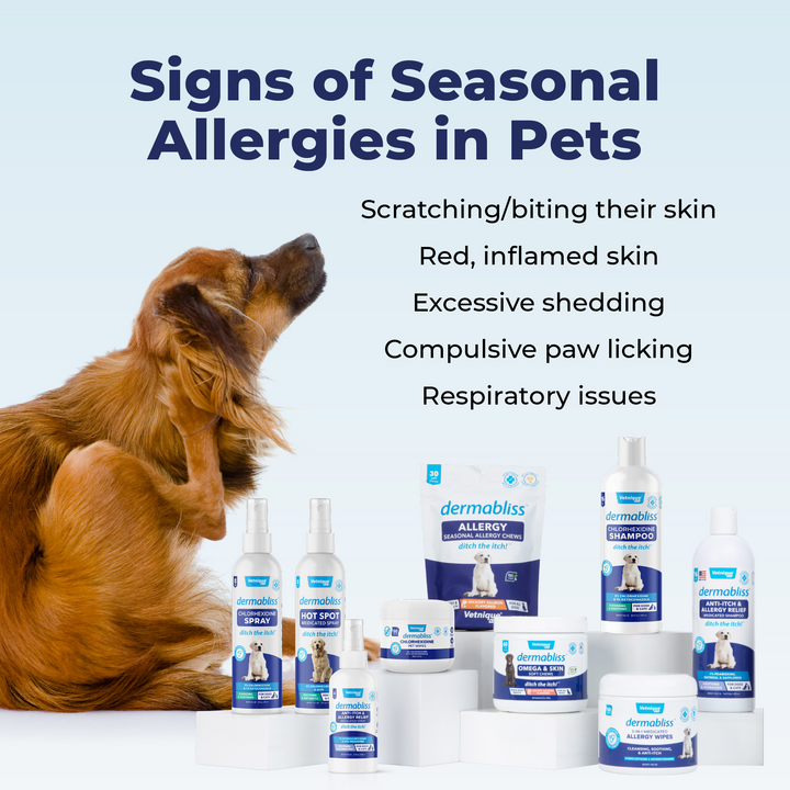 Seasonal Allergies Dog Allergic Reaction Treatment Symptoms My Dog