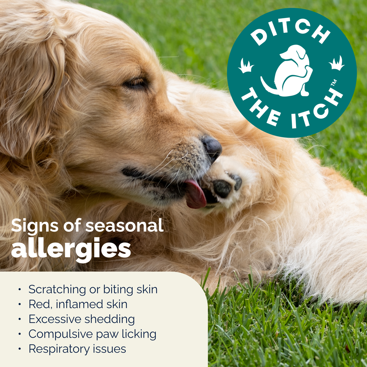 DermaBliss™ Advanced Seasonal Allergy Health Chews for Dog