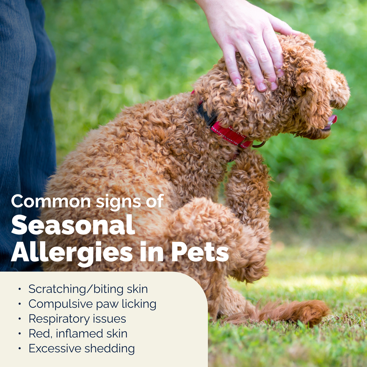 DermaBliss™ Advanced Vet Strength Anti-Itch & Allergy Relief Spray