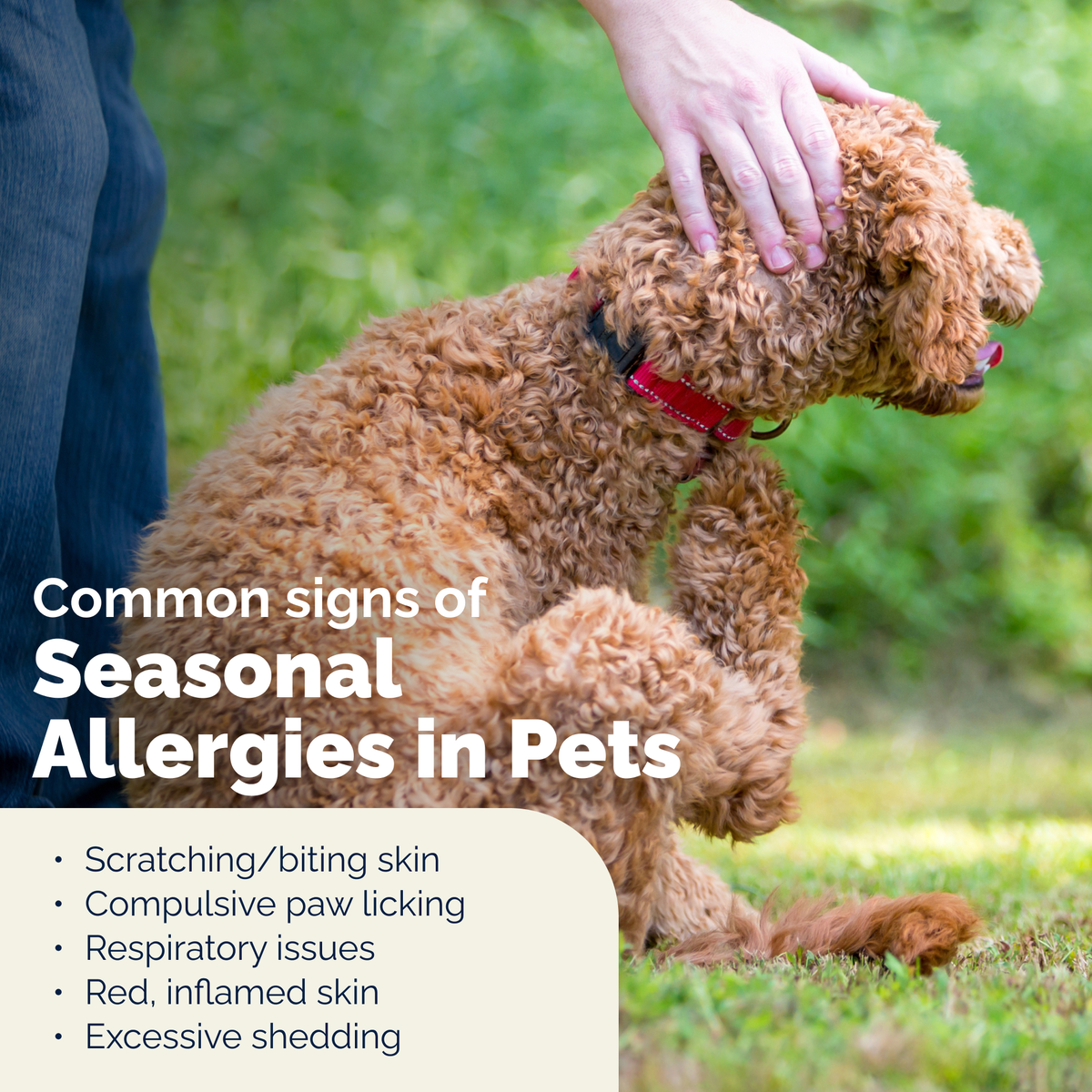 DermaBliss™ Anti-Itch & Allergy Relief Shampoo