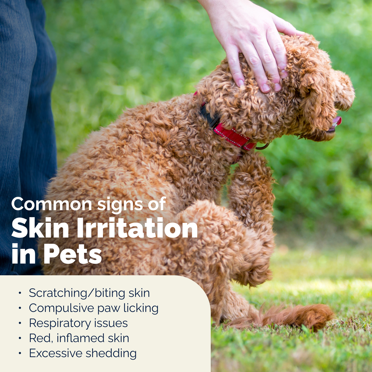 Dermabliss™ Advanced Vet Strength Medicated Shampoo