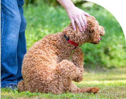 Brown dog scratching itself with a person's hand petting it