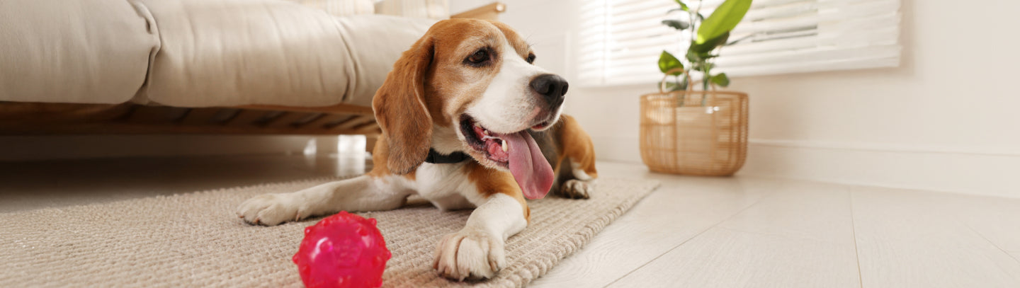 Dog lying on a rug with a toy