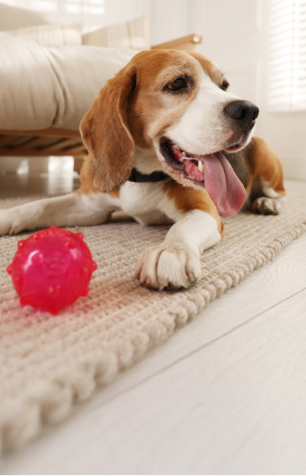 Dog lying on a rug with a toy
