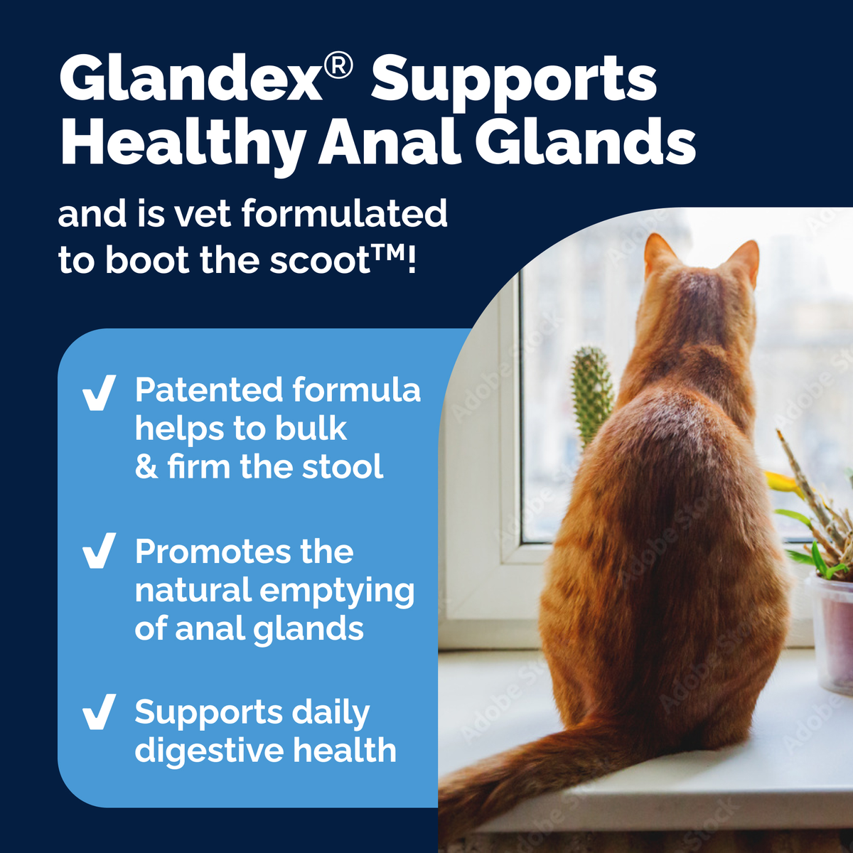 Glandex® Cat Anal Gland Health Supplement with Pumpkin