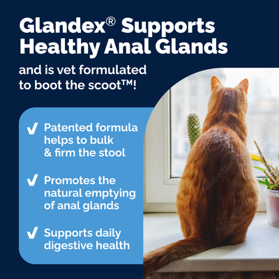 Glandex® Cat Anal Gland Supplement with Pumpkin - 4.0 oz