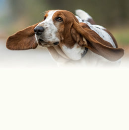Basset hound with ears out