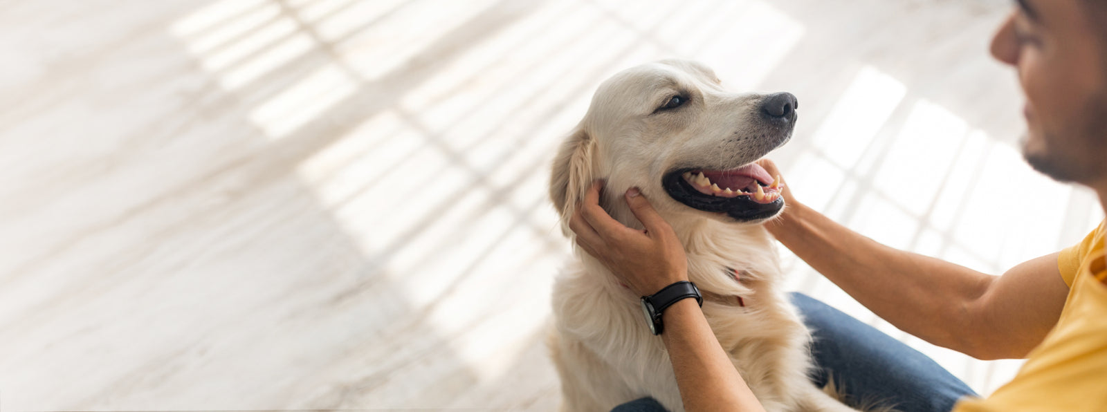 Person petting a white dog indoors with a bright background