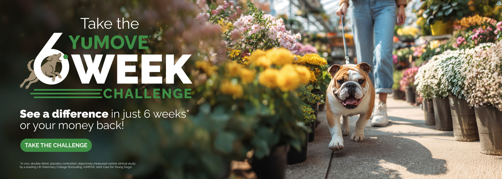 Take the YuMOVE 6 Week Challenge.

See a difference in just 6 weeks* or your money back!

Take the Challenge.

Picture of human walking a bulldog through a greenhouse full of flowers.

In vivo, double-blind, placebo-controlled, objectively measured canine clinical study by a leading UK Veterinary College. (Excluding YuMOVE Joint Care for Young Dogs).