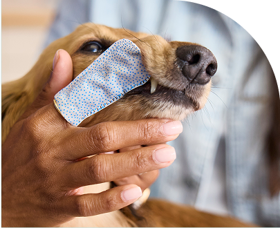 Vet scrubbing a dog's teeth with Dentabliss finger mitt wipe