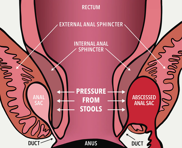 Anal Glands In Dogs Problem Signs Symptoms Of Blocked Anal Glands anal-glands-in-dogs-problem-signs-symptoms-of-blocked-anal-glands