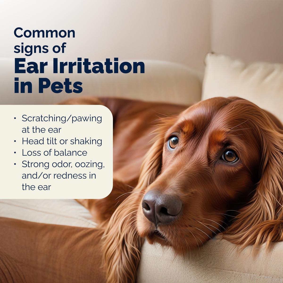 OticBliss™ Ear Cleaning X-Large Wipes