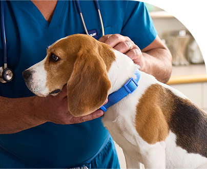 Dog's ear being examined by a veterinarian wearing blue scrubs.