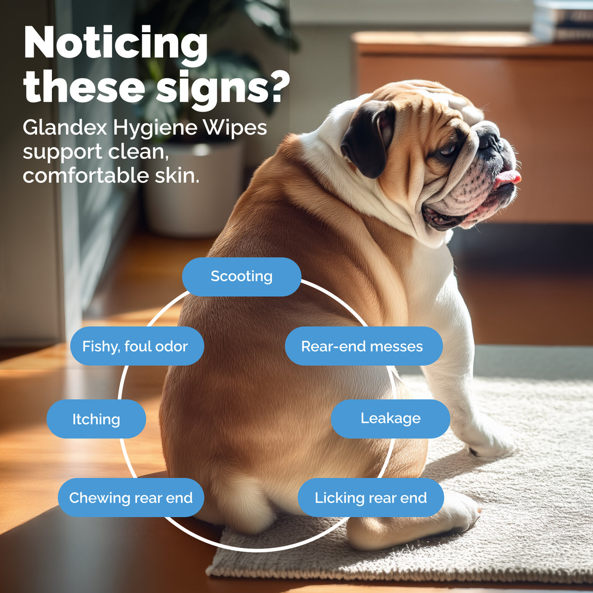 Glandex® Rear-End Hygiene Wipes for Dogs & Cats