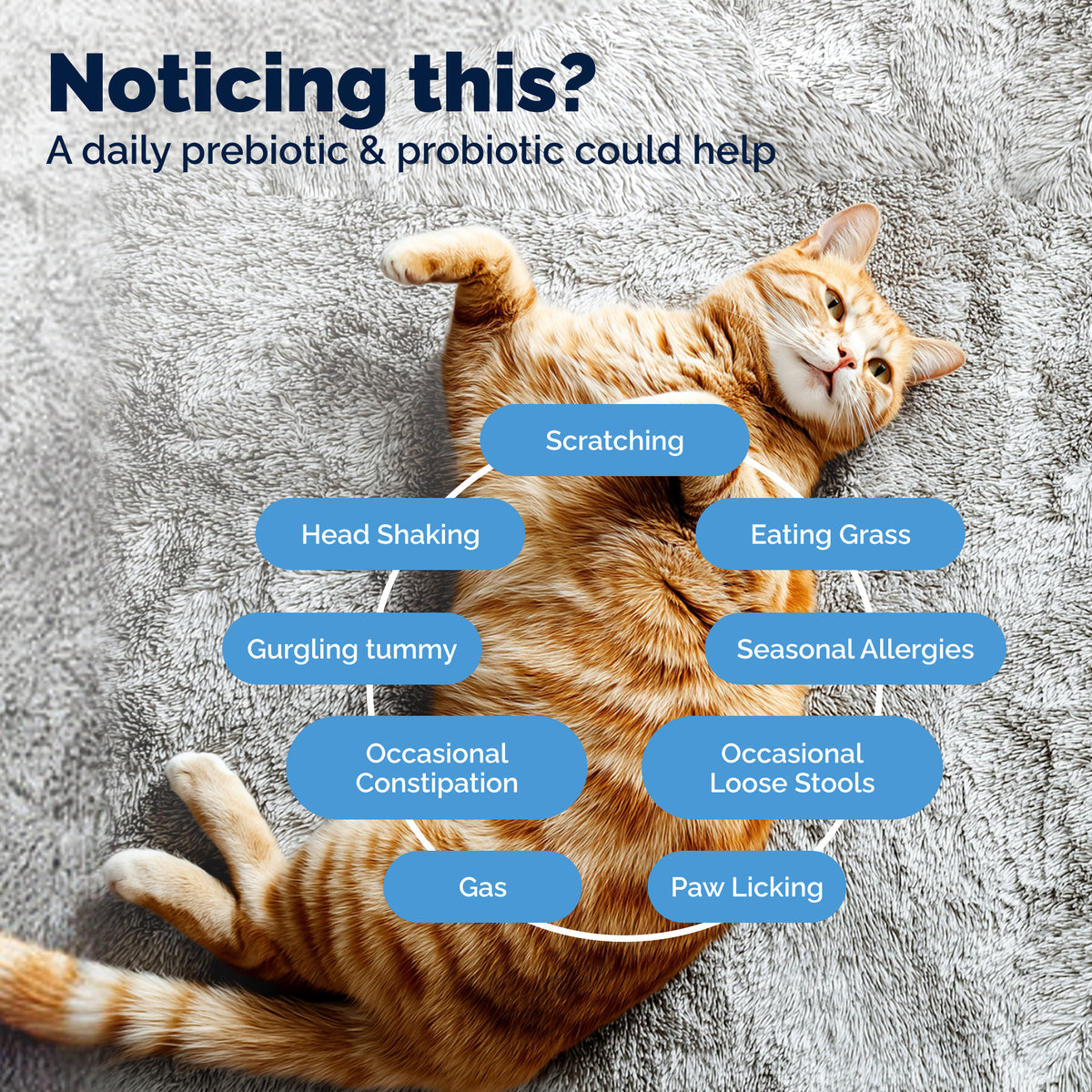 Glandex Daily Prebiotic & Probiotic Powder for Cats