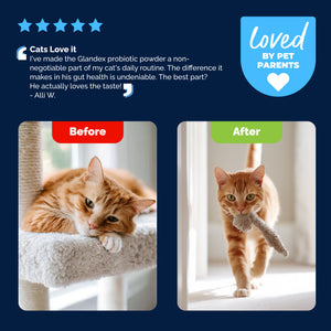 Glandex Daily Prebiotic & Probiotic Powder for Cats