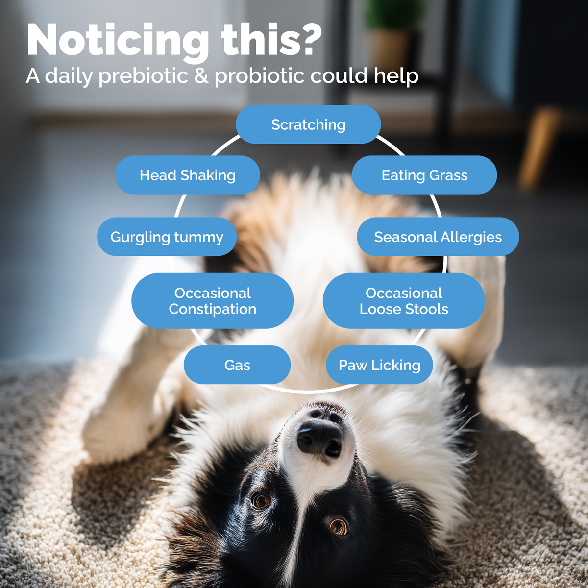 Glandex® Daily Prebiotic & Probiotic Soft Chews