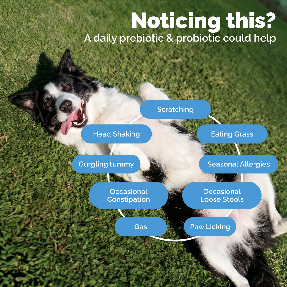 Glandex® Daily Prebiotic & Probiotic Powder for Dogs