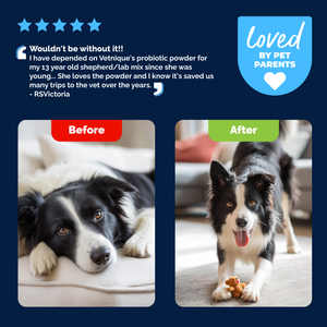 Glandex® Daily Prebiotic & Probiotic Powder for Dogs