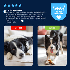 Glandex® Daily Prebiotic & Probiotic Soft Chews