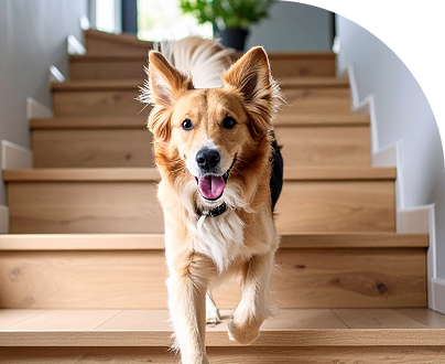 Dog running down a set of wooden stairs in a home setting