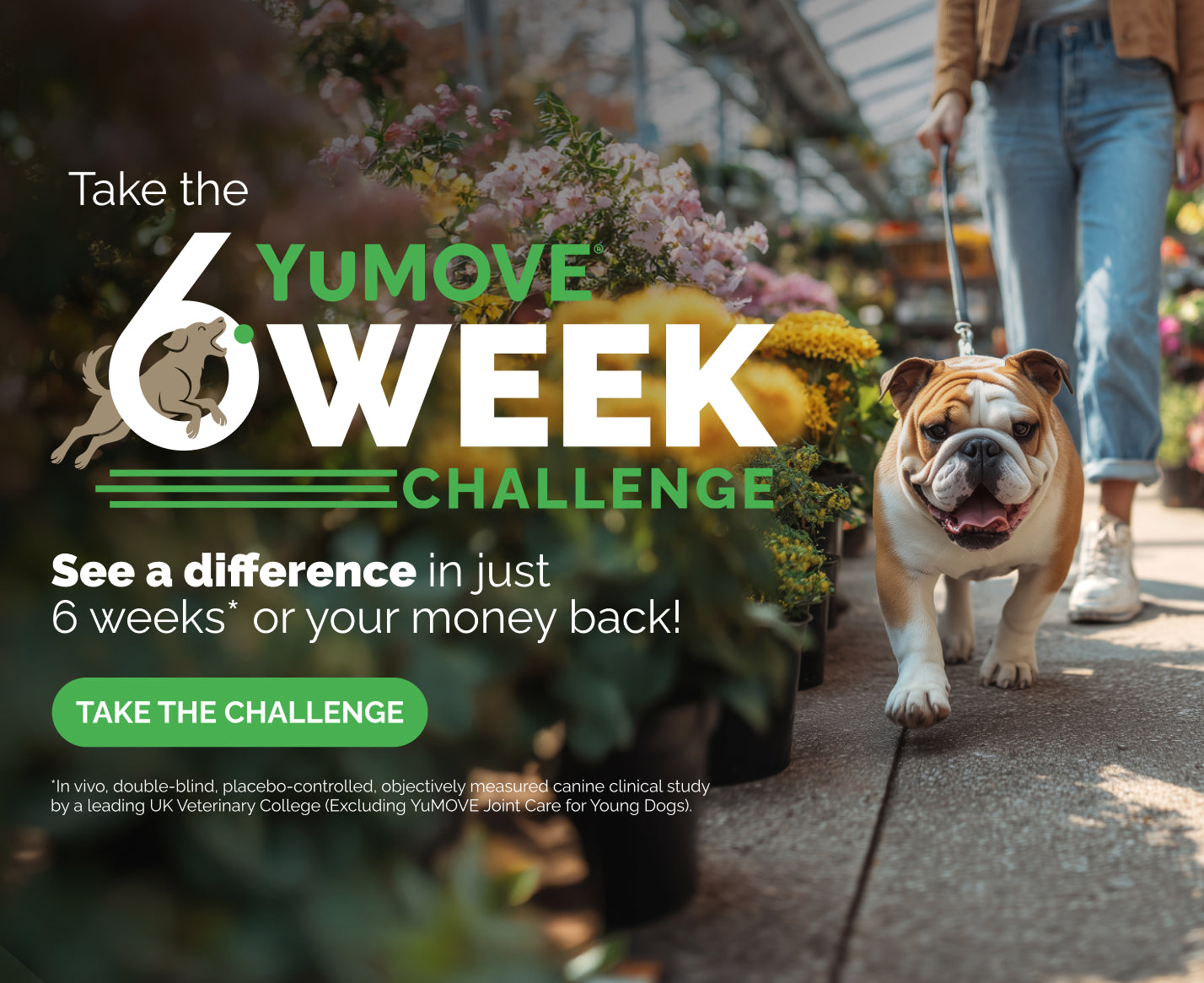 Take the YuMOVE 6 Week Challenge.

See a difference in just 6 weeks* or your money back!

Take the Challenge.

Picture of human walking a bulldog through a greenhouse full of flowers.

In vivo, double-blind, placebo-controlled, objectively measured canine clinical study by a leading UK Veterinary College. (Excluding YuMOVE Joint Care for Young Dogs).
