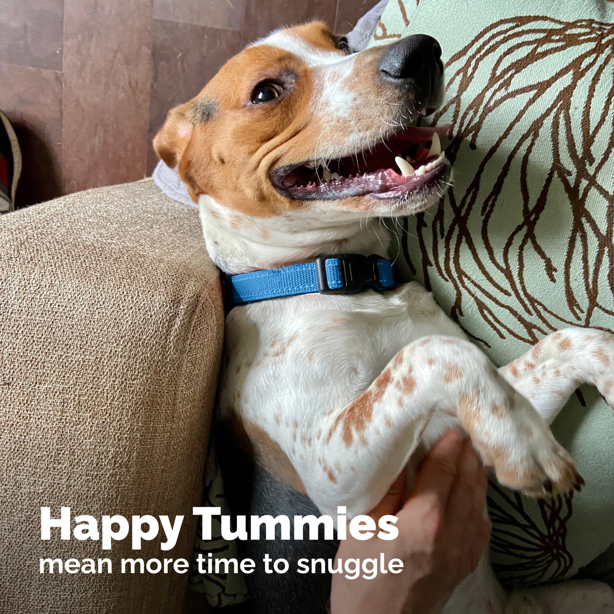 Glandex® Rapid Digestive Support Chews for Dogs