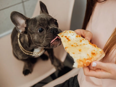 Human Foods Dogs Can't Eat: Toxic Food for Dogs