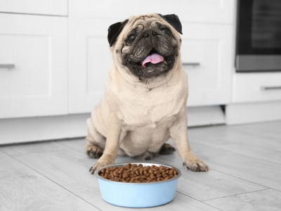 Is My Dog Overweight? Tips for Managing Dog Obesity