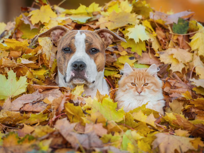 How to Prepare for Fall Allergies in Dogs & Cats