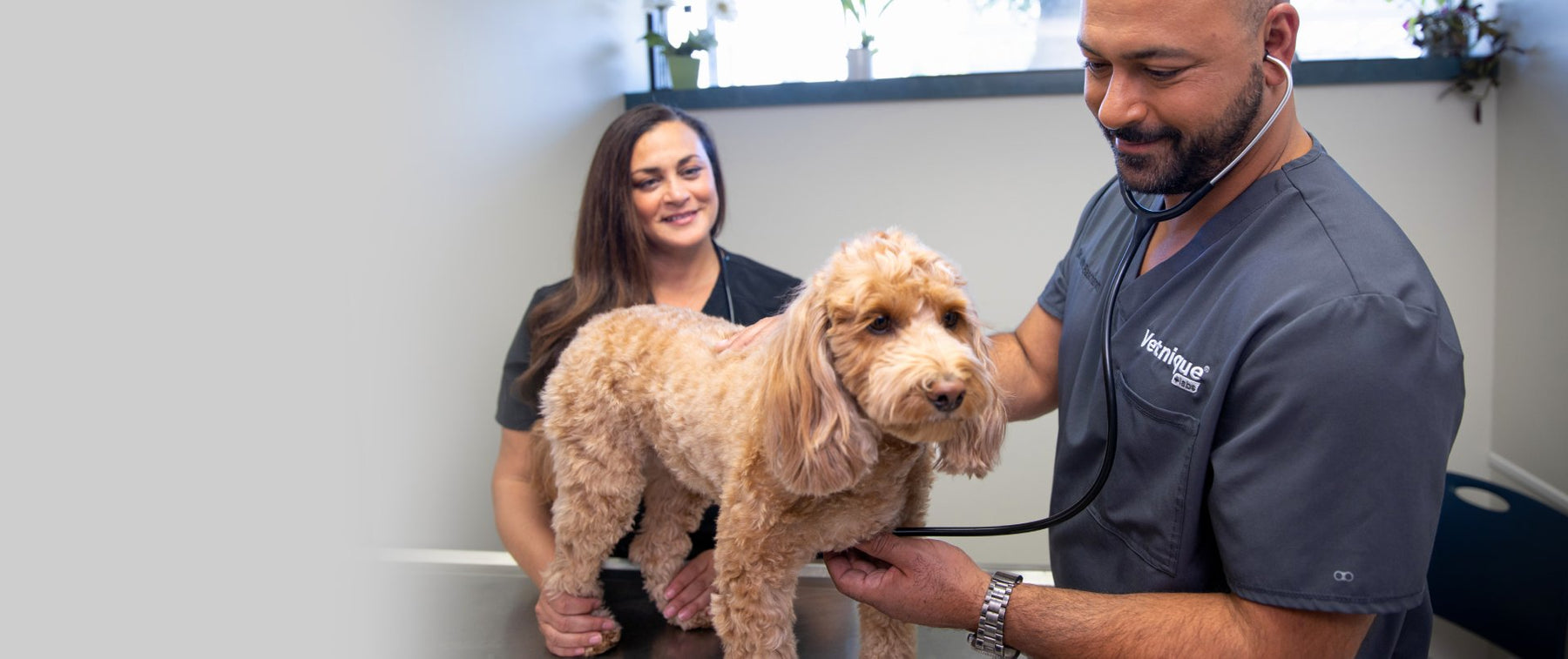 Meet Our Team Of Vet Experts