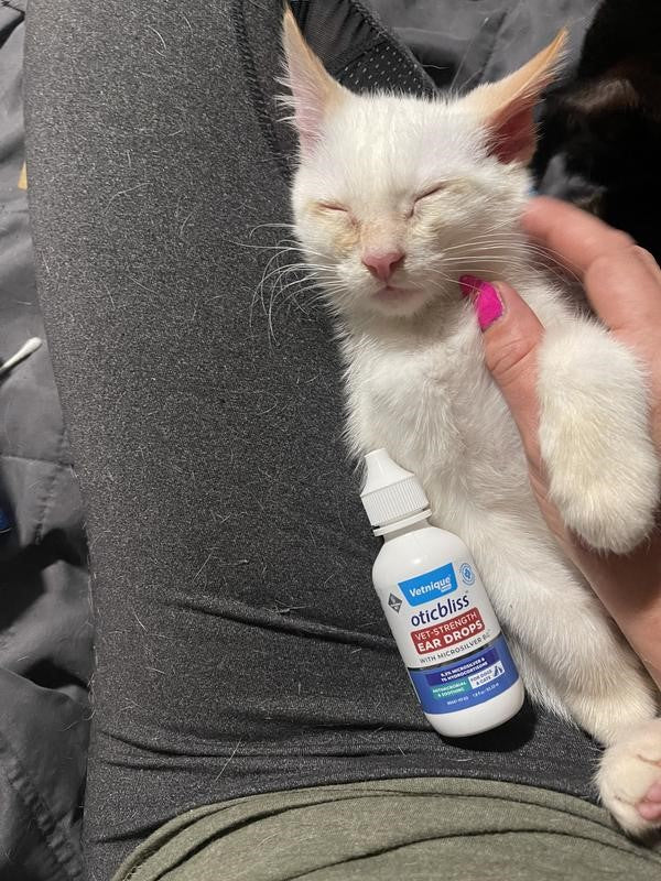 White kitten being held by a person with a bottle of Oticbliss ear cleaner in the foreground.