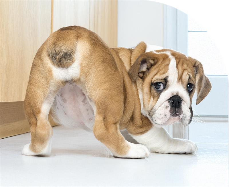 Bulldog backside in the vet office